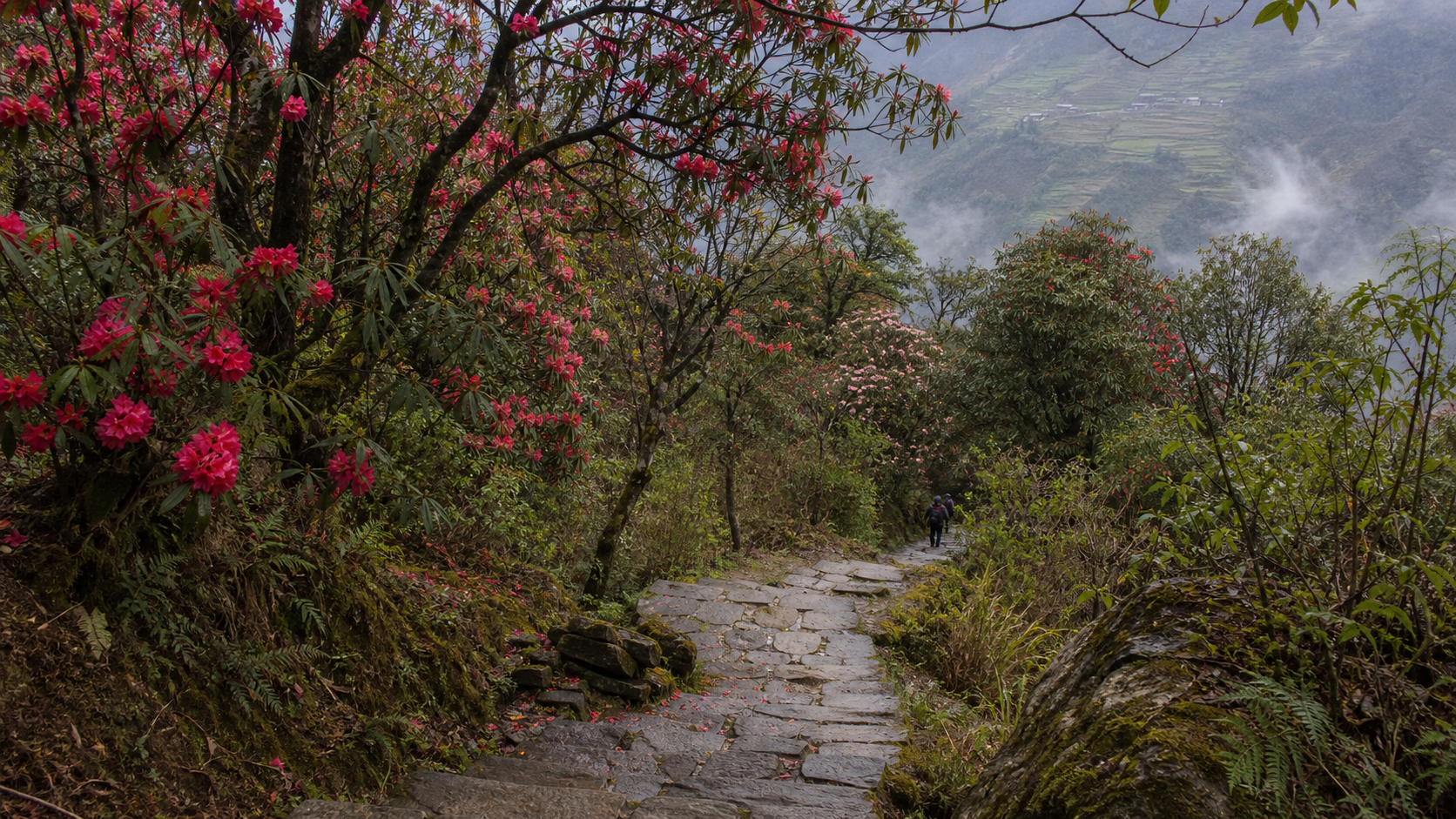 Rhododendron trail near Ghandruk